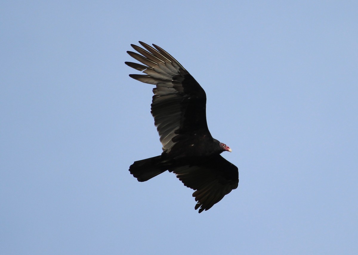 Turkey Vulture (Northern) - ML204818321