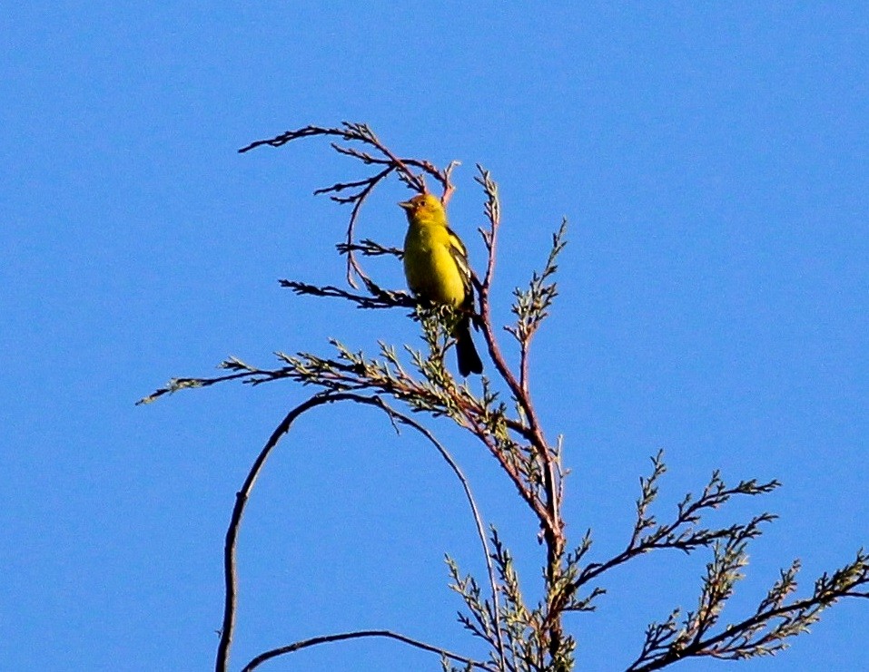 Western Tanager - ML204818831