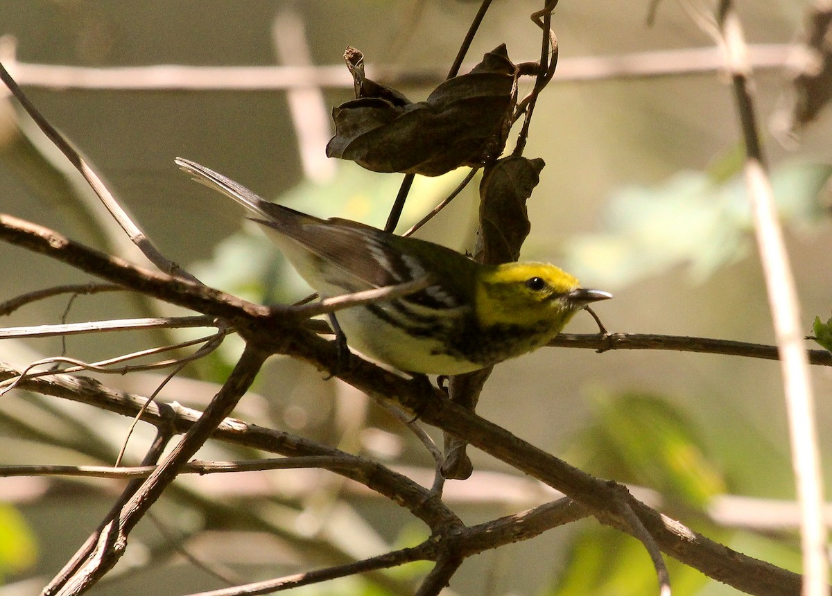 Black-throated Green Warbler - Luis Mario Arce