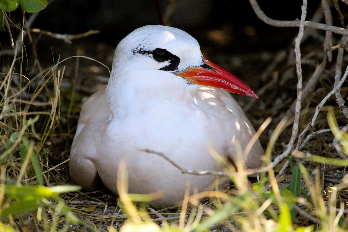 Red-tailed Tropicbird - ML204819231