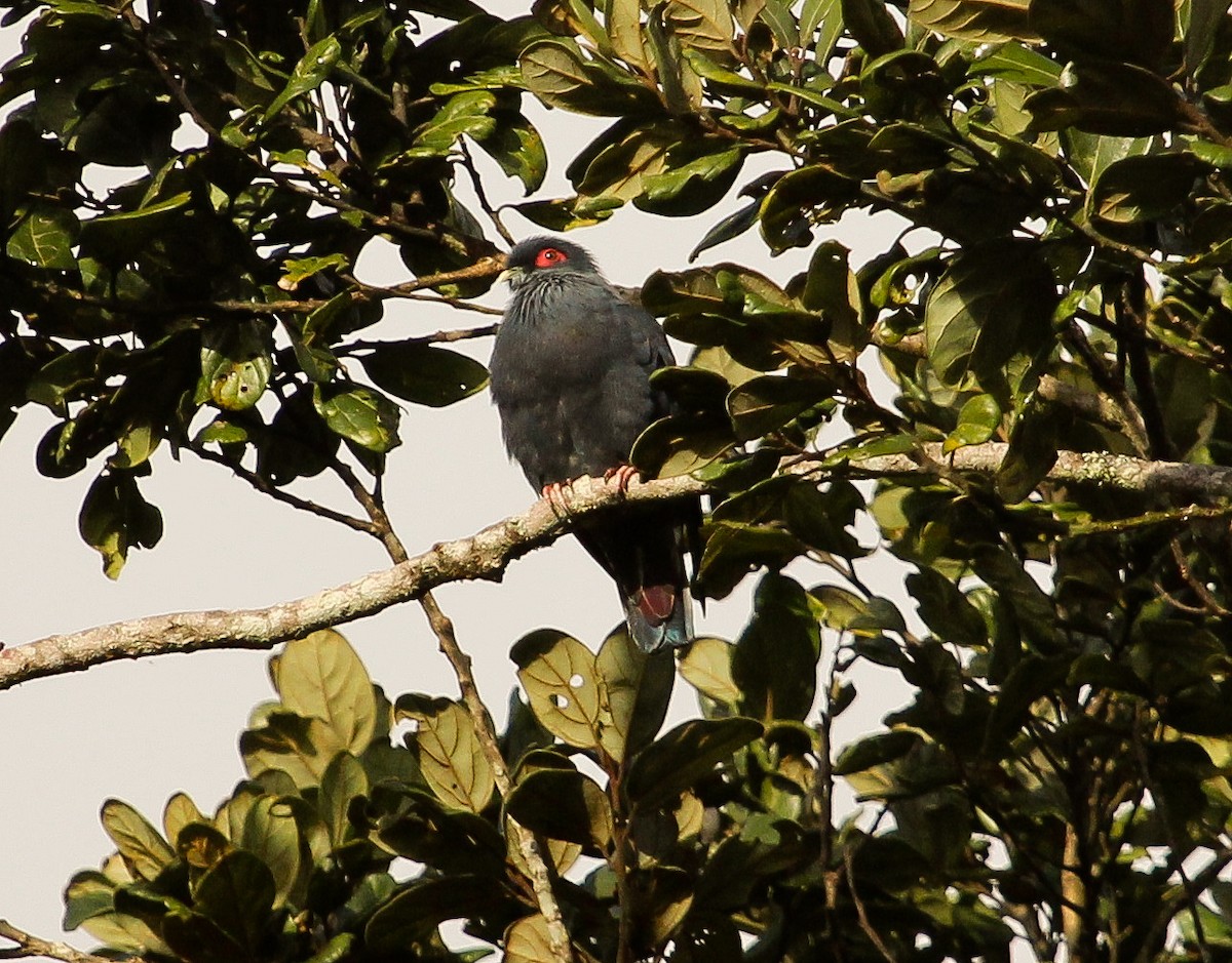 Madagascar Blue-Pigeon - Luis Mario Arce