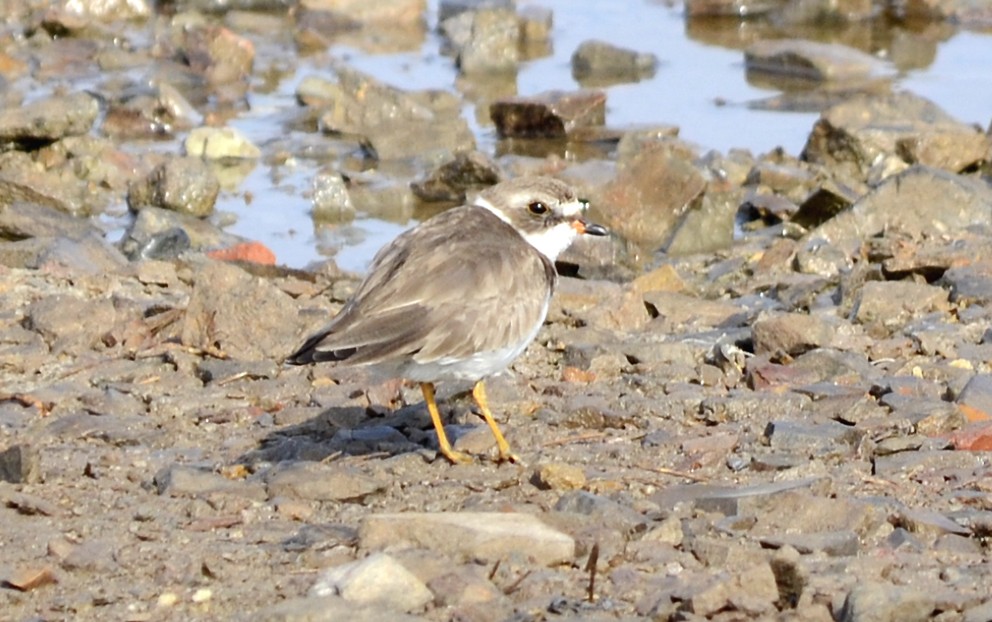 Semipalmated Plover - ML204820081