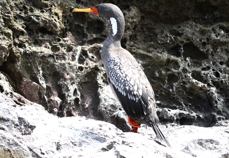 Red-legged Cormorant - oscar delareina