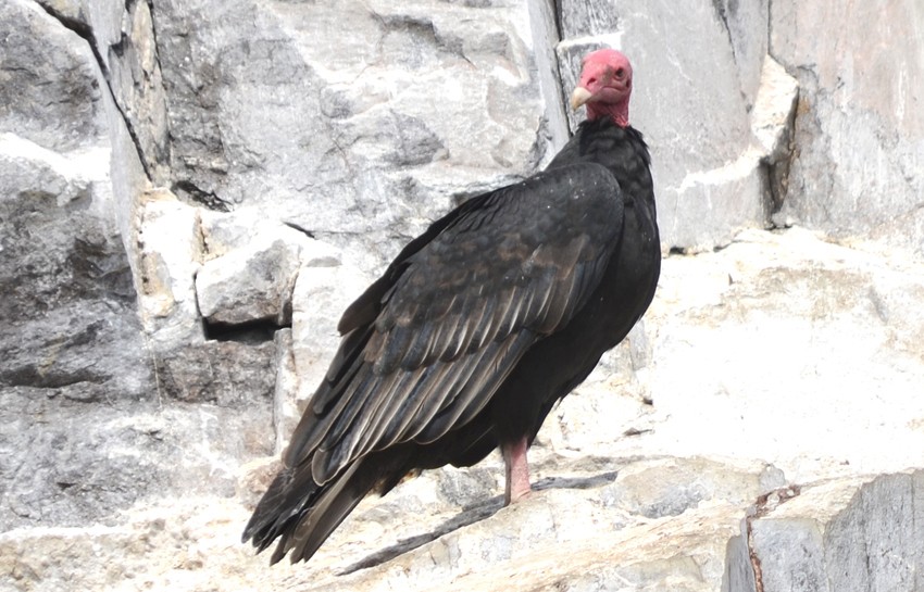 Turkey Vulture - oscar delareina
