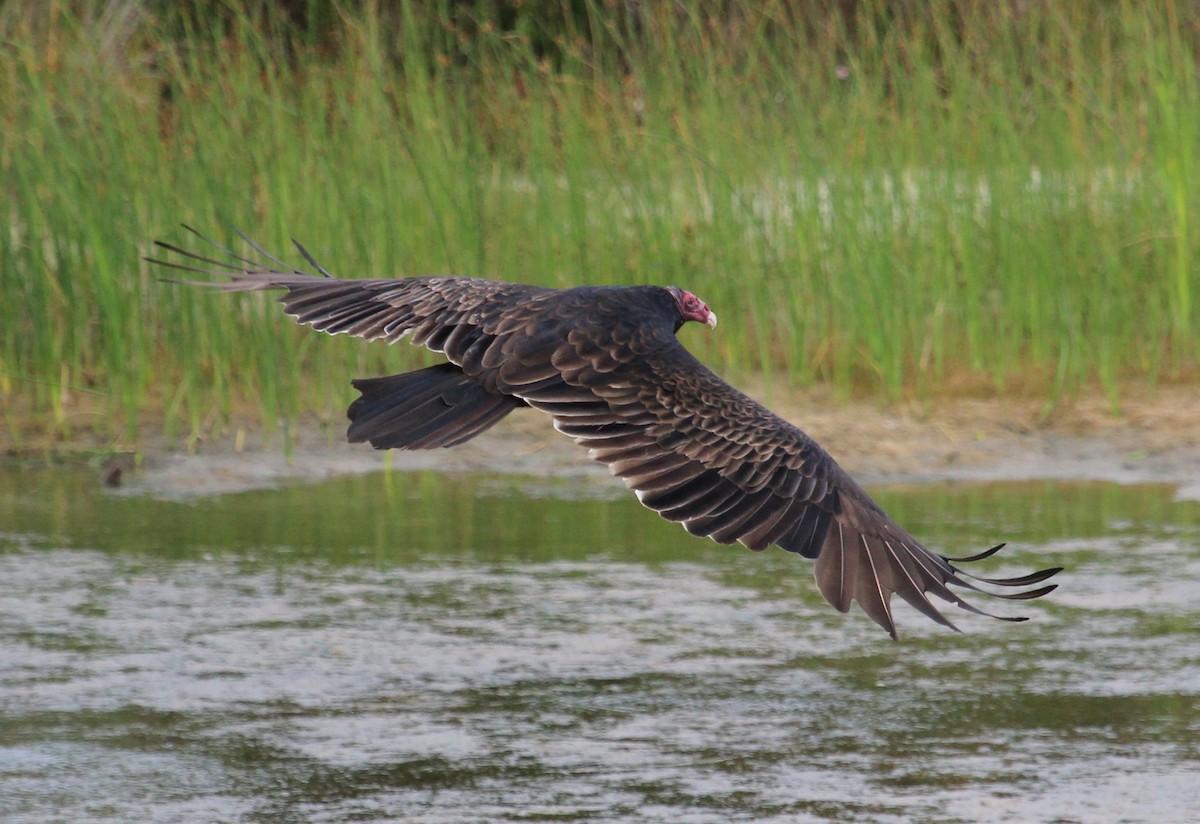 Turkey Vulture (Northern) - Luis Mario Arce