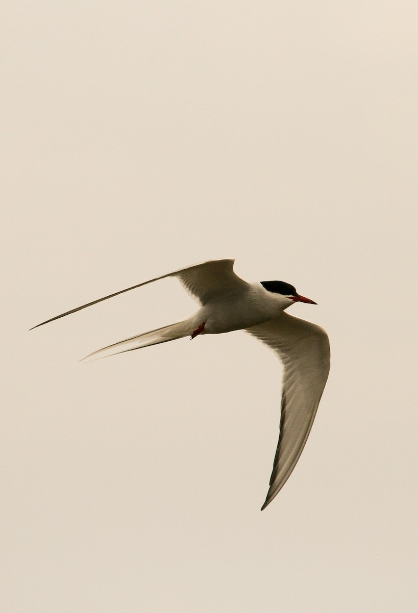 Arctic Tern - Luis Mario Arce