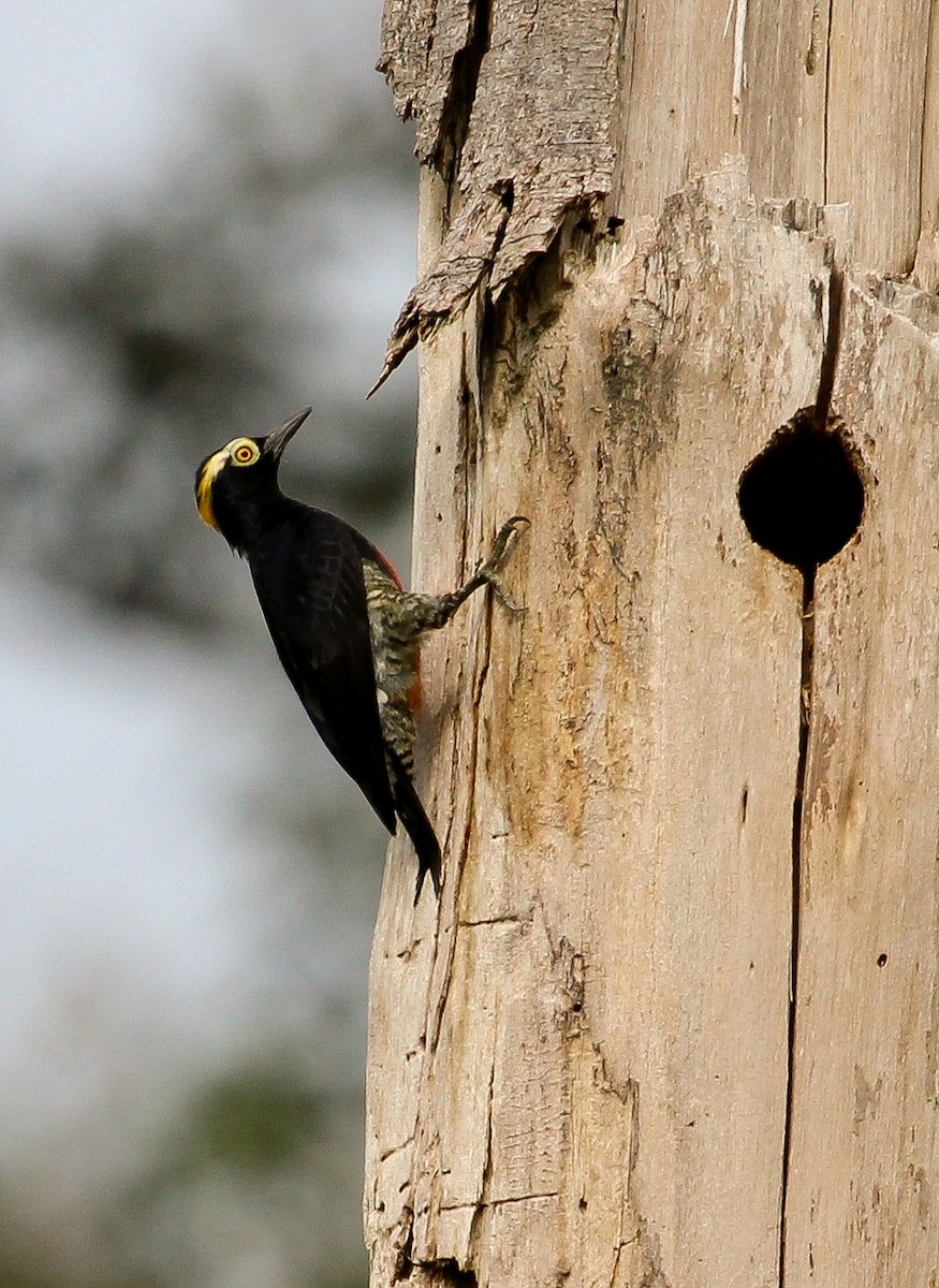 Yellow-tufted Woodpecker - ML204821171