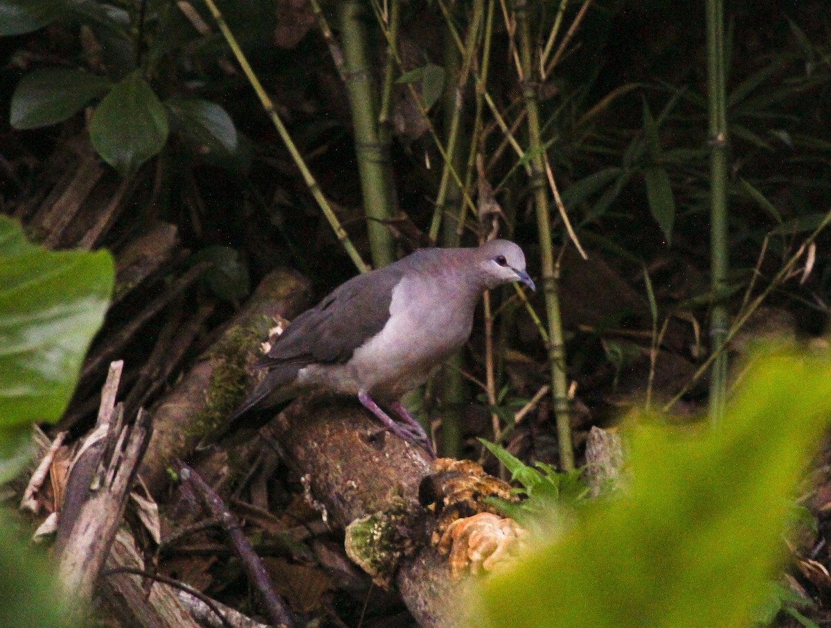 White-tipped Dove (decolor) - ML204821211