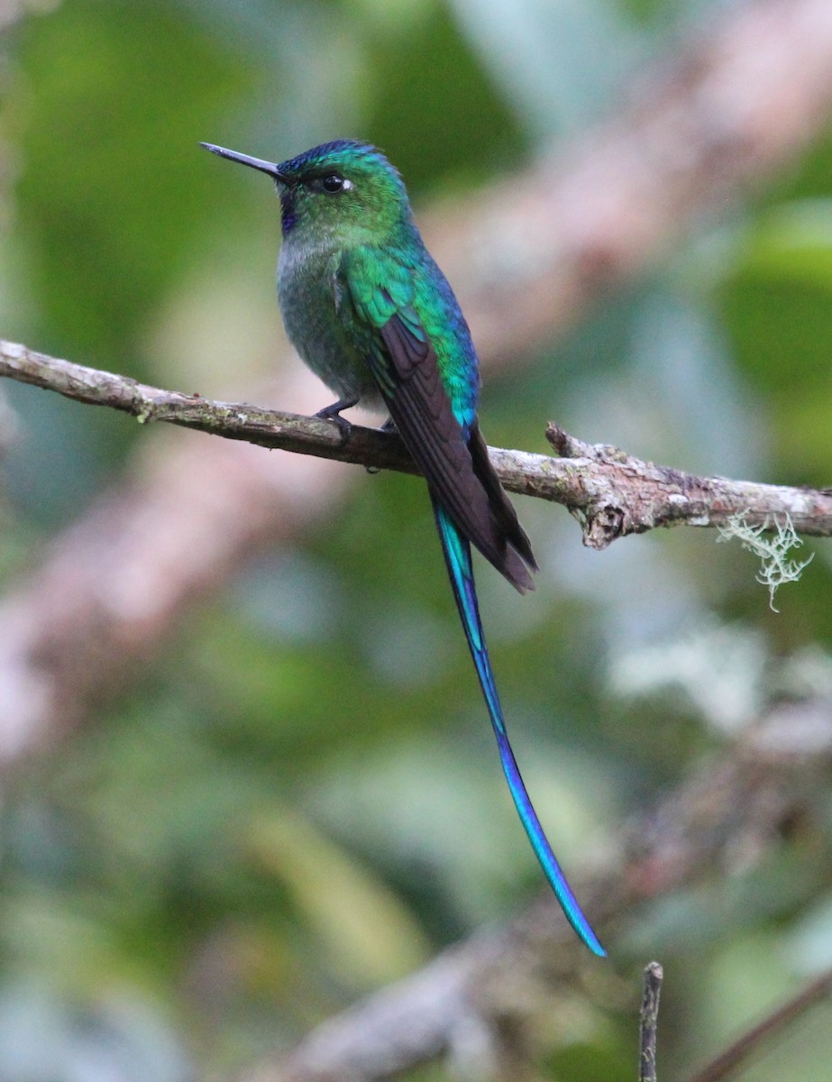 Long-tailed Sylph - ML204821251
