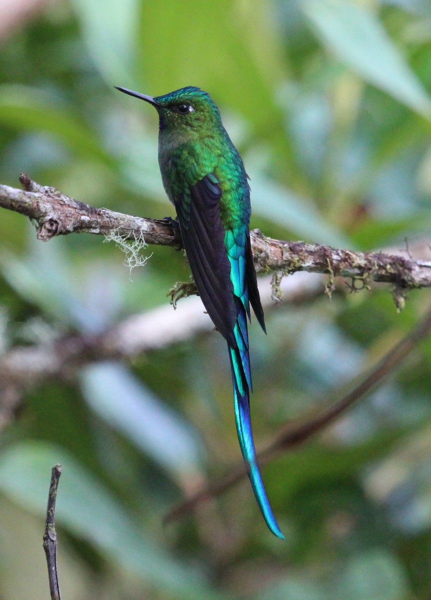Long-tailed Sylph - ML204821261