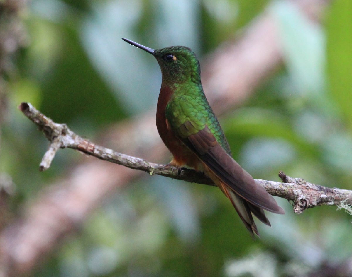 kolibřík peruánský - ML204821271