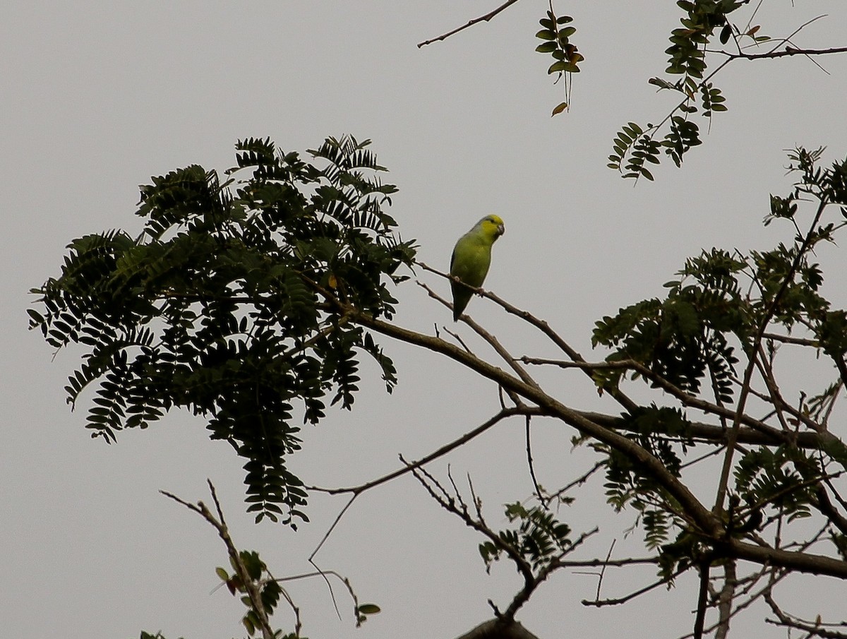 Yellow-faced Parrotlet - ML204821291