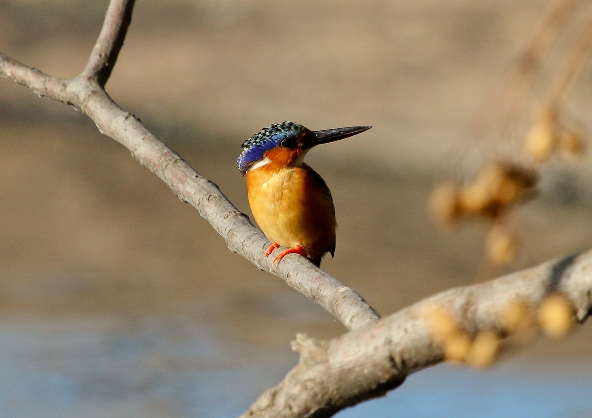 Malagasy Kingfisher - ML204821471