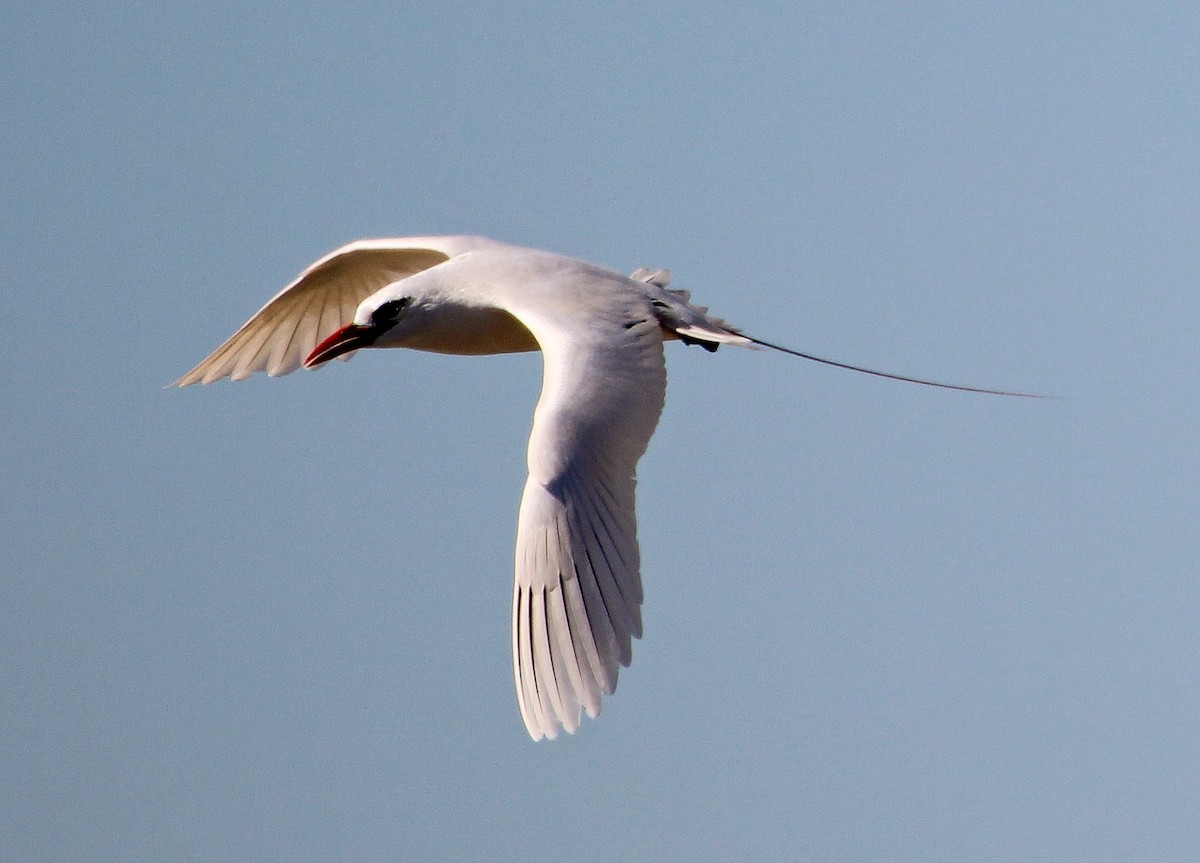 Red-tailed Tropicbird - ML204821541