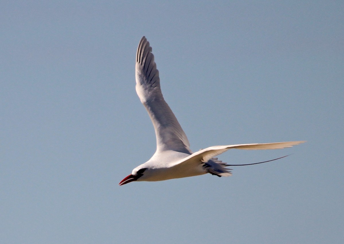 Red-tailed Tropicbird - ML204821551