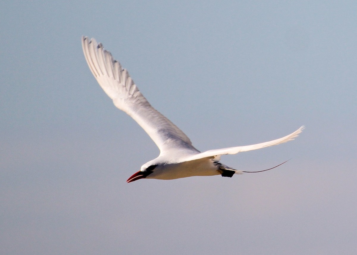 Red-tailed Tropicbird - ML204821561