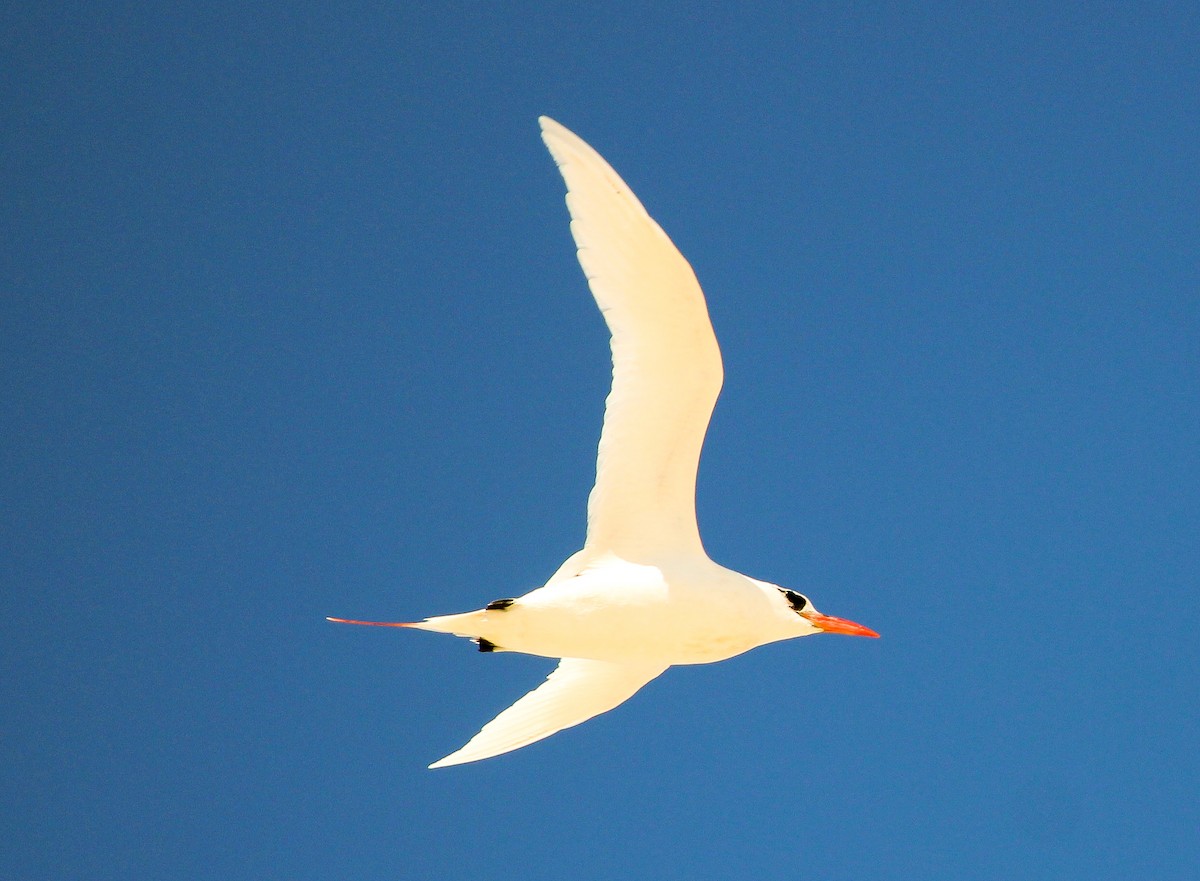 Red-tailed Tropicbird - ML204821571
