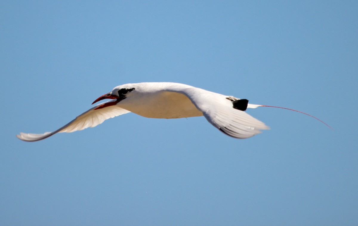 Red-tailed Tropicbird - ML204821581