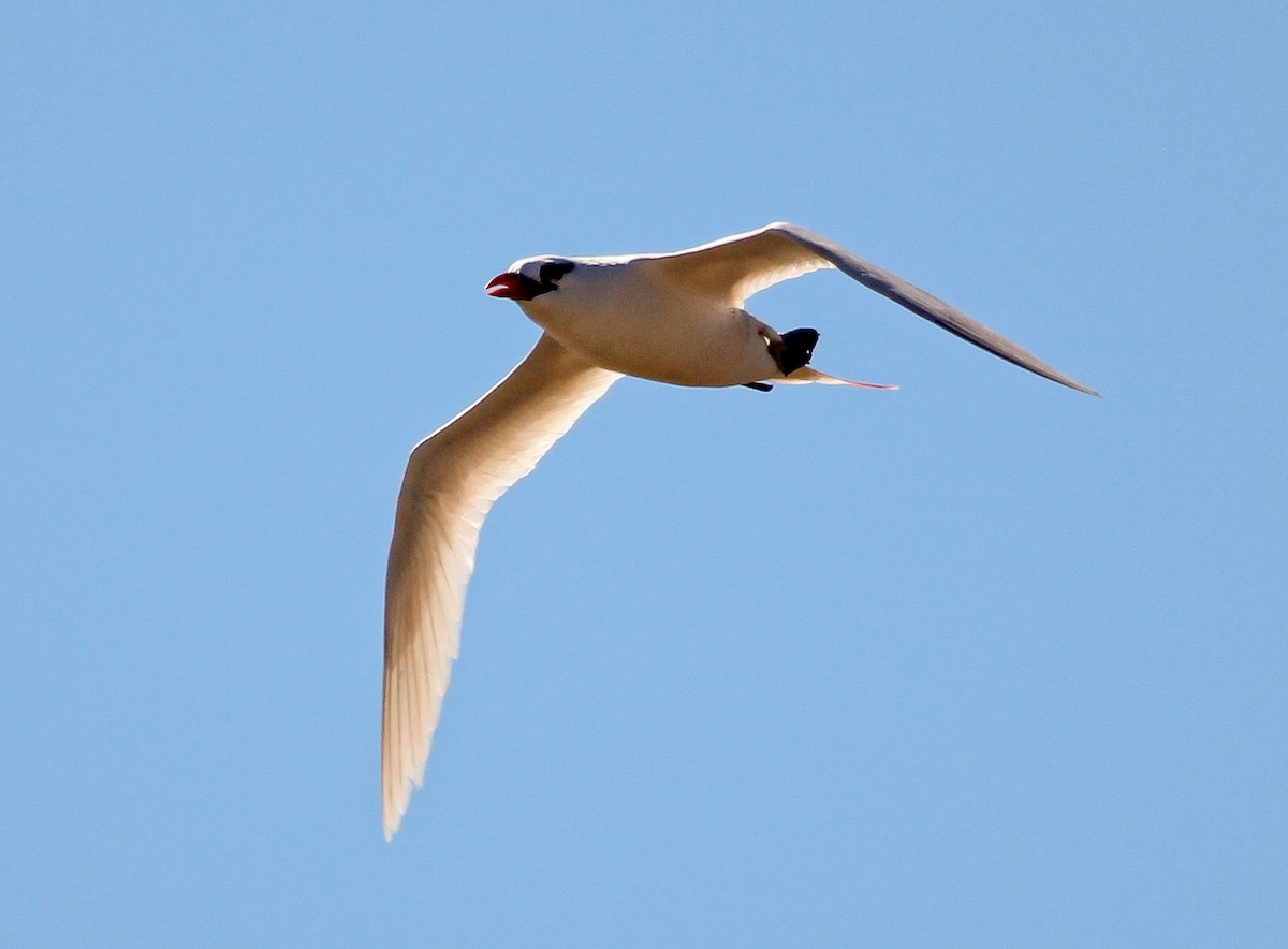 Red-tailed Tropicbird - ML204821671