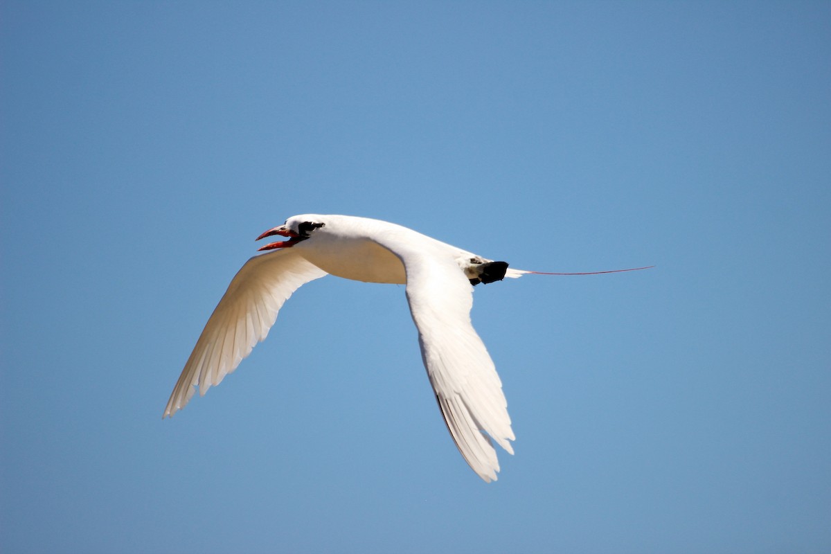 Red-tailed Tropicbird - ML204821681