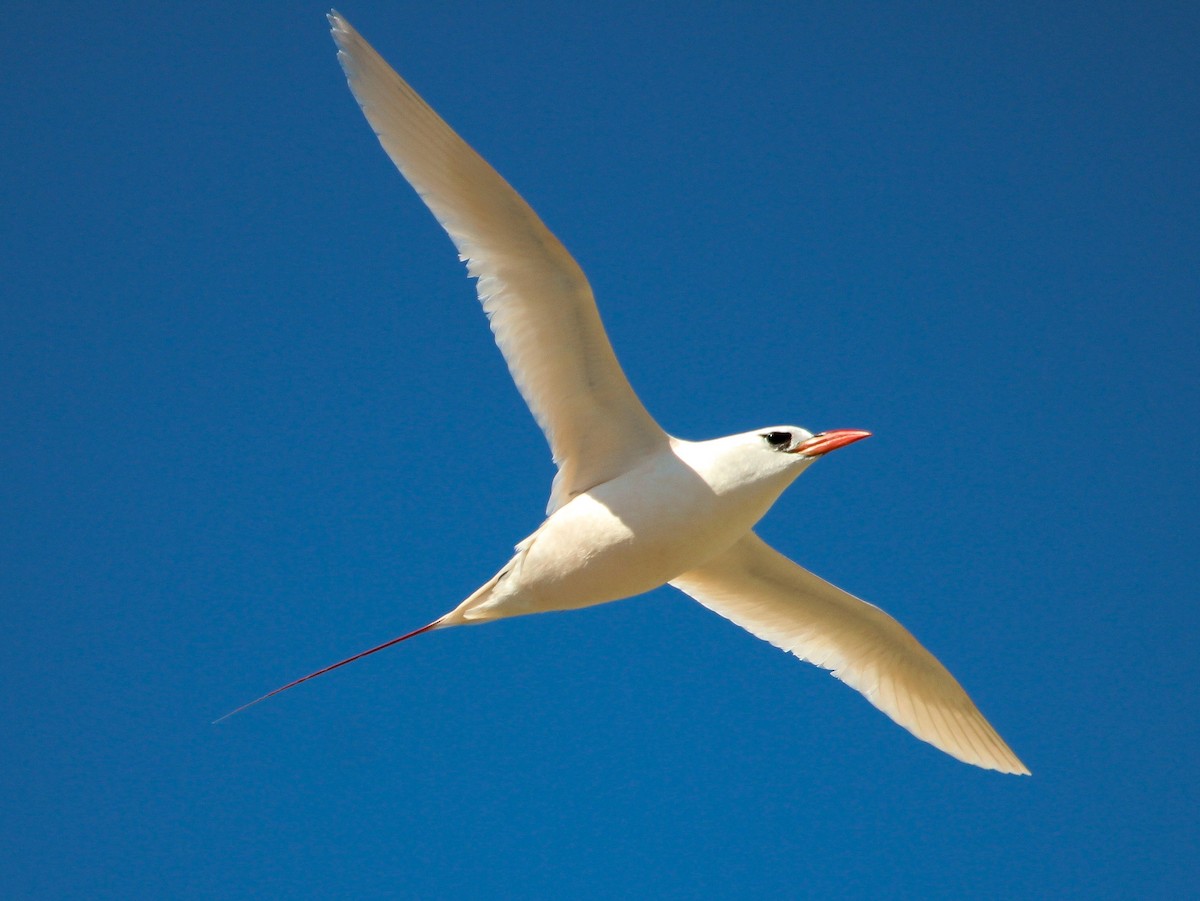 Red-tailed Tropicbird - ML204821691