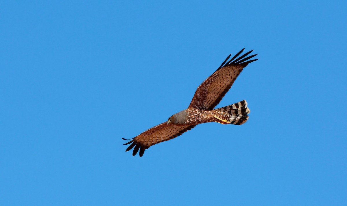 Spotted Harrier - ML204822111