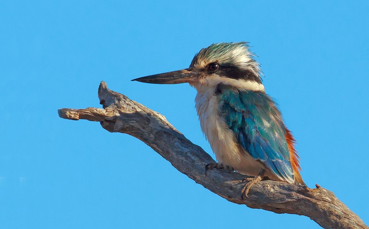 Red-backed Kingfisher - ML204822161