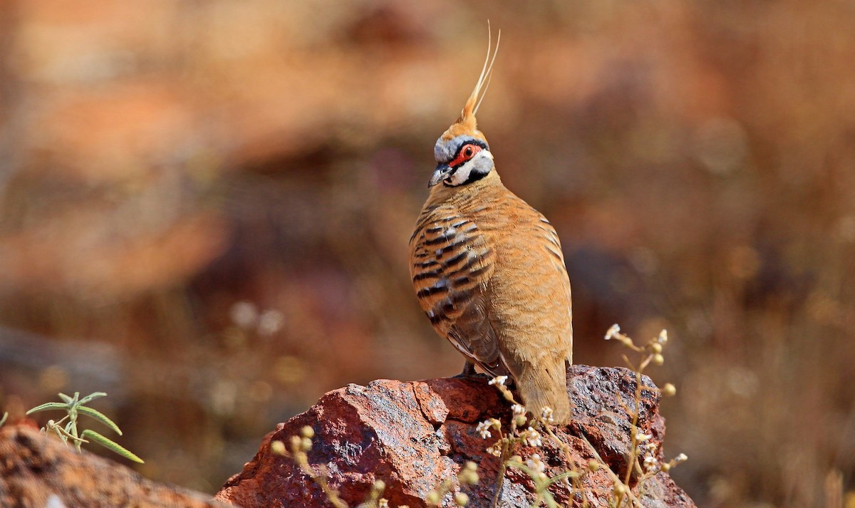 Spinifex Pigeon (Rufous-bellied) - ML204822291