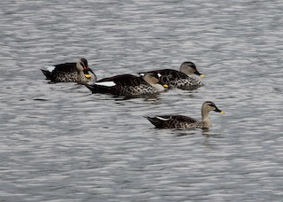 Indian Spot-billed Duck, ML204822311