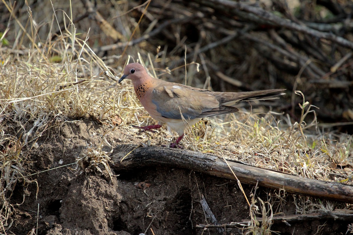 Laughing Dove - ML204822371