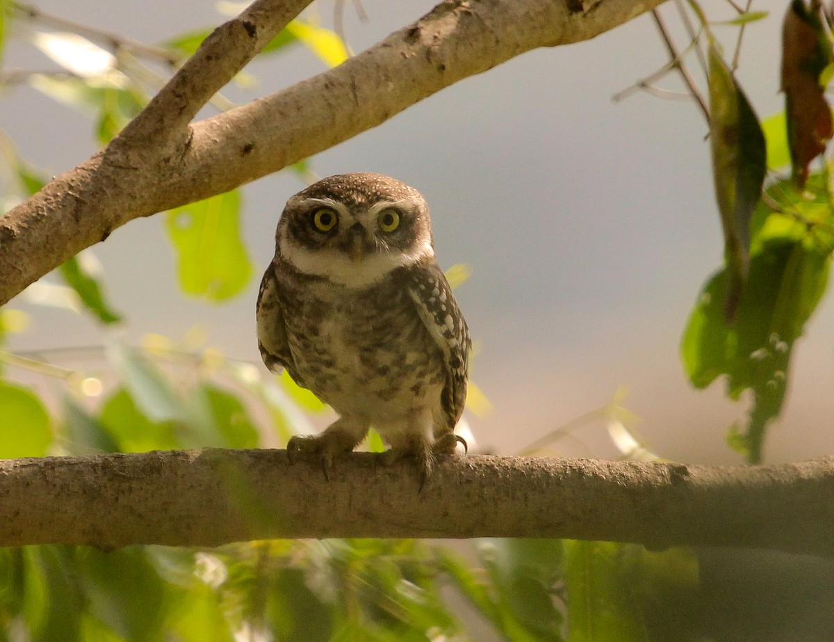 Spotted Owlet - ML204822501
