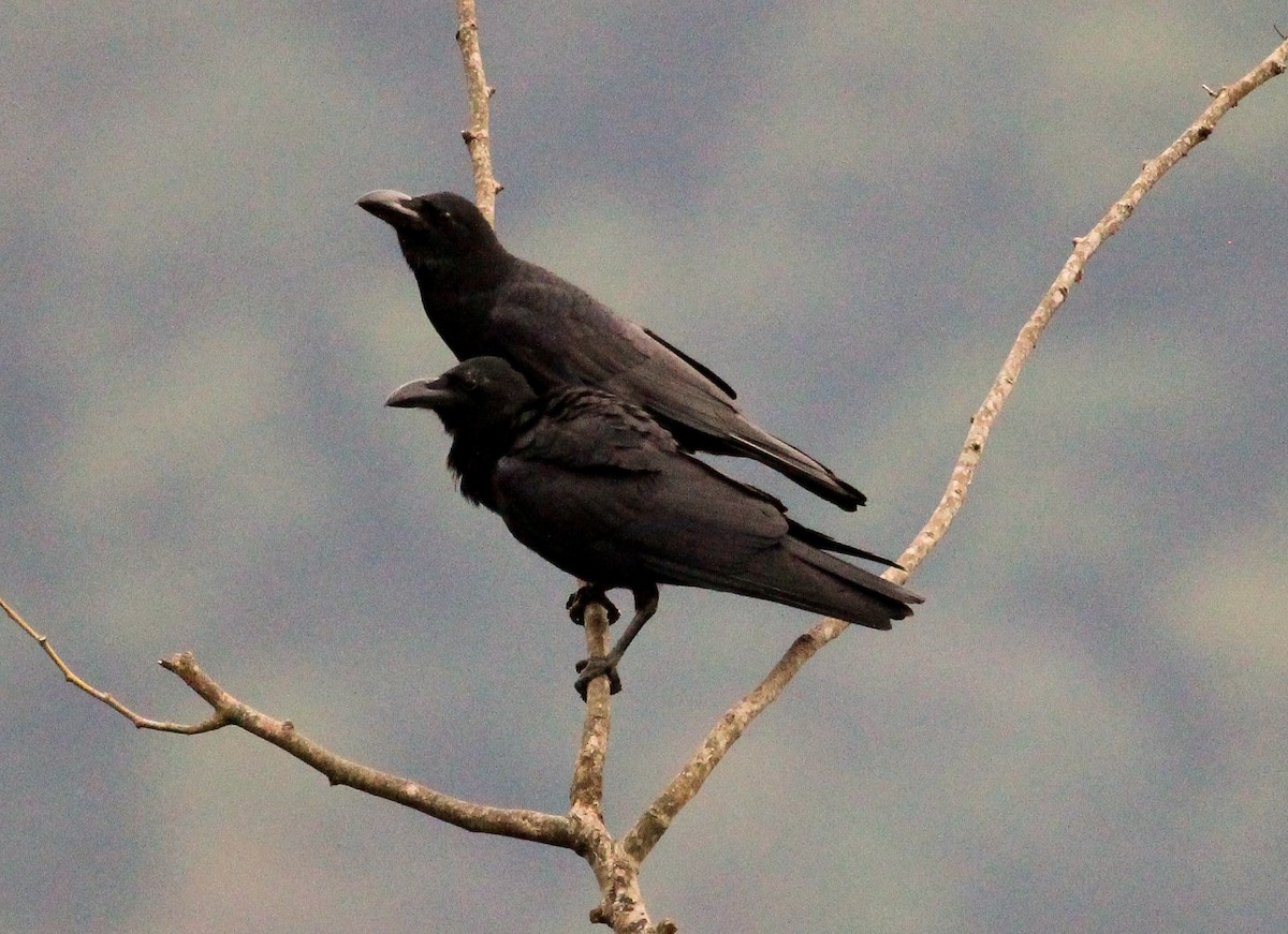 Large-billed Crow (Indian Jungle) - Luis Mario Arce