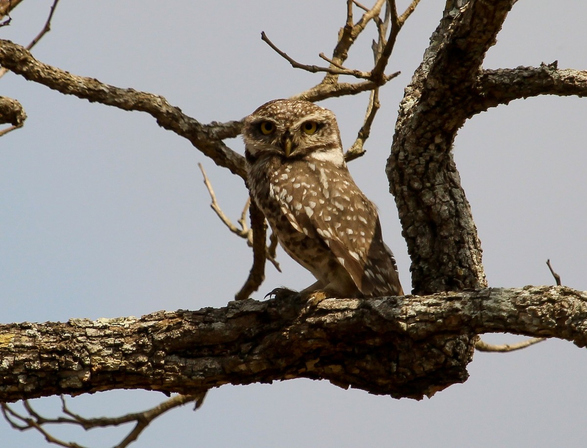Spotted Owlet - ML204822611