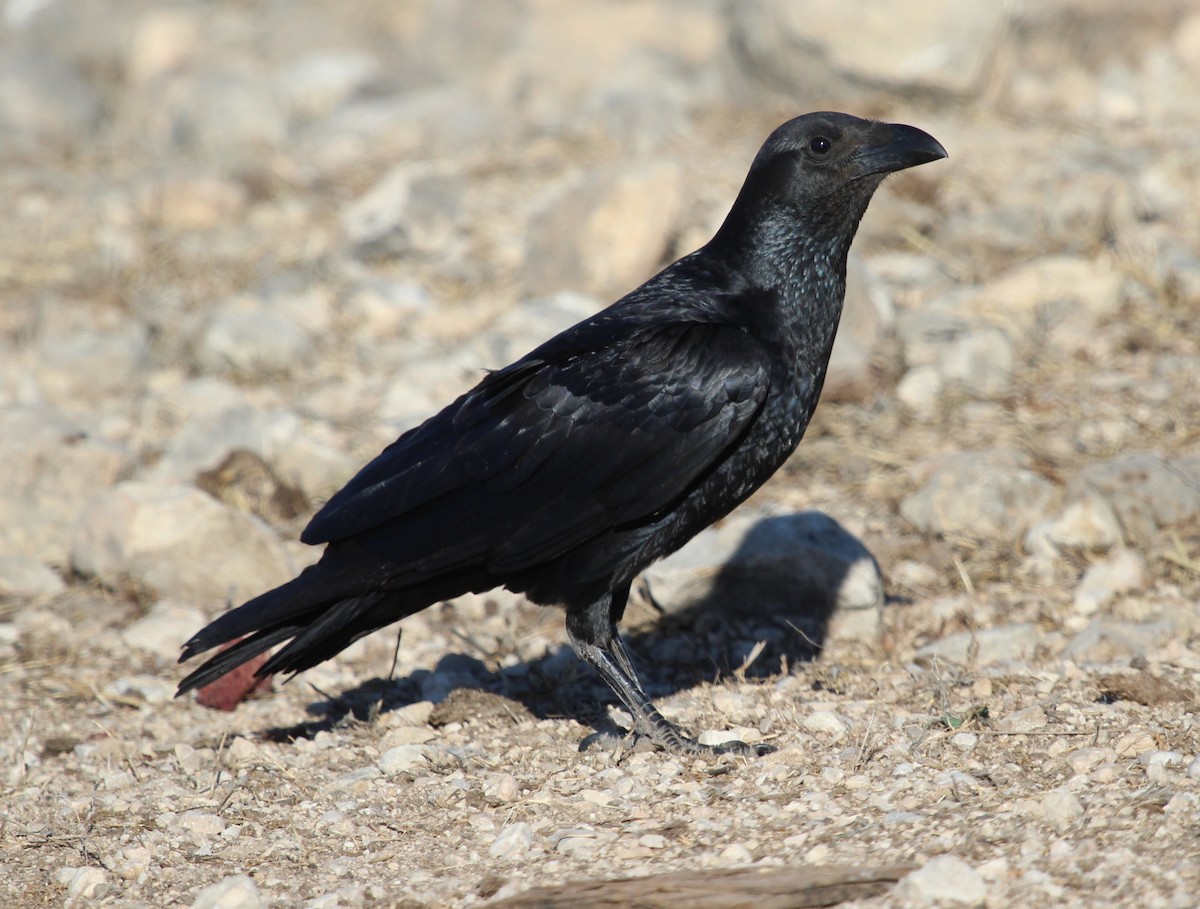 Fan-tailed Raven - Luis Mario Arce
