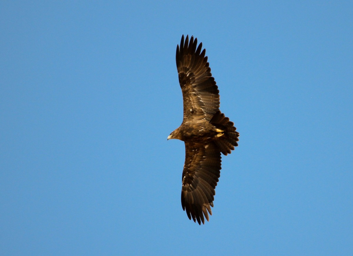 Greater Spotted Eagle - Luis Mario Arce