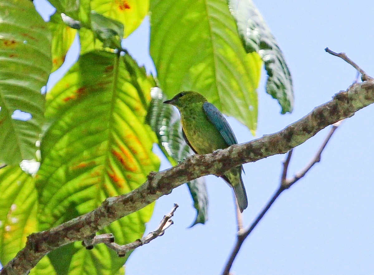 Dotted Tanager - Luis Mario Arce