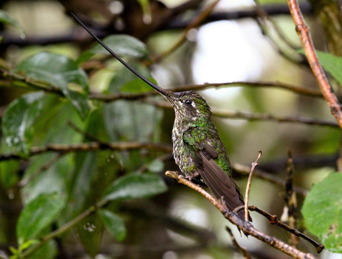 Sword-billed Hummingbird - Luis Mario Arce