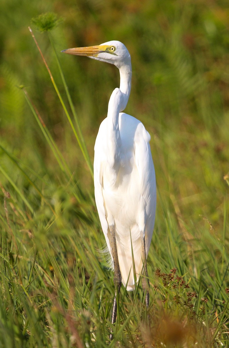 Great Egret (African) - Luis Mario Arce