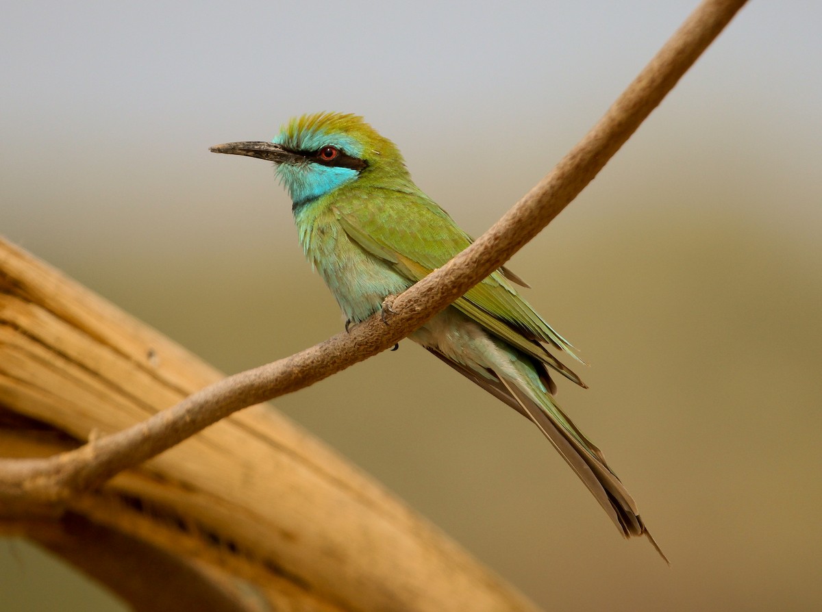 Arabian Green Bee-eater - Luis Mario Arce