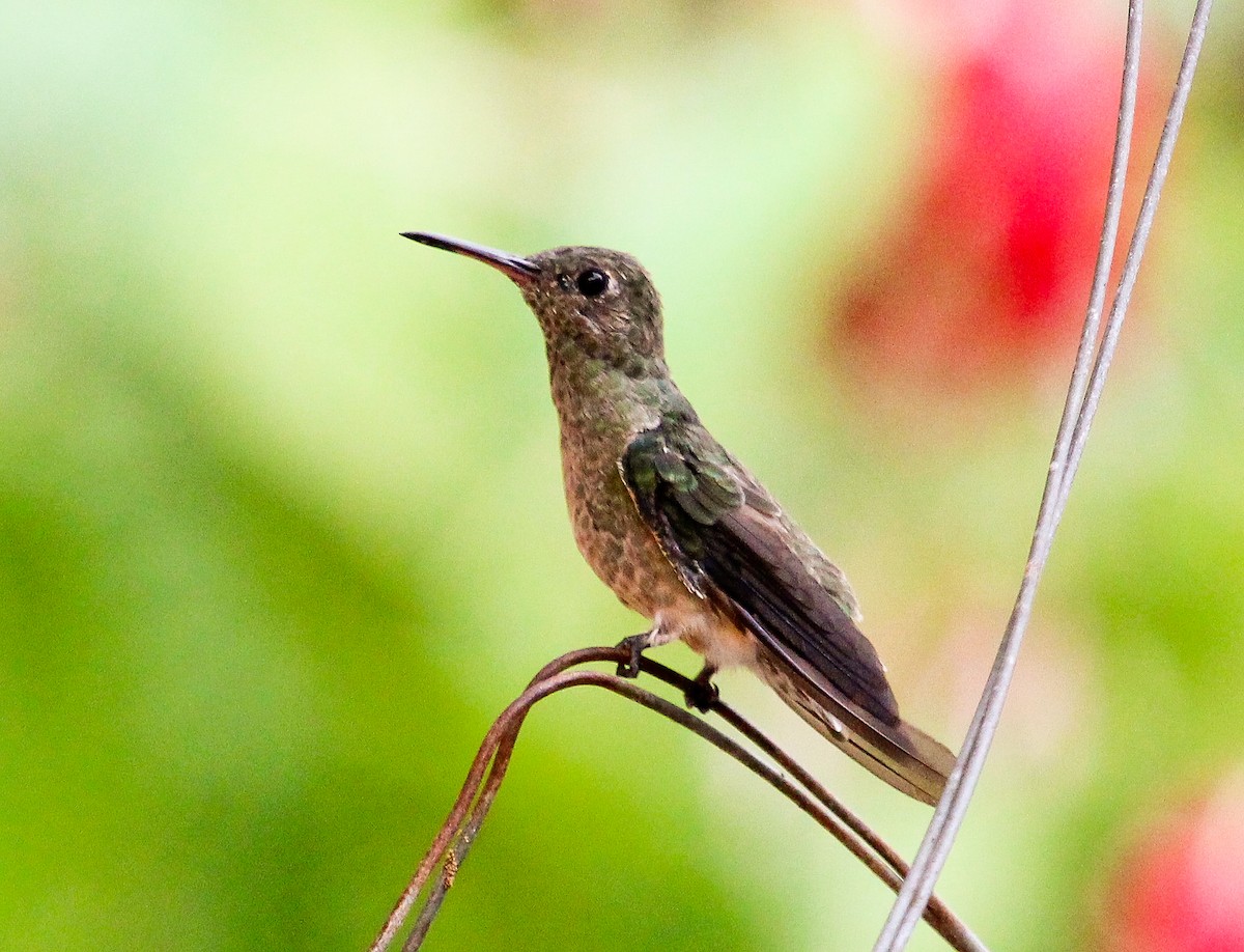 Scaly-breasted Hummingbird (Cuvier's) - Luis Mario Arce