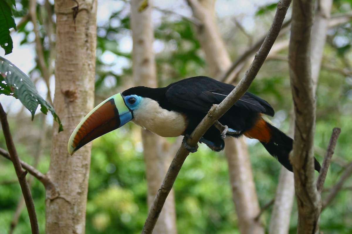 White-throated Toucan (Red-billed) - STAN MANSFIELD