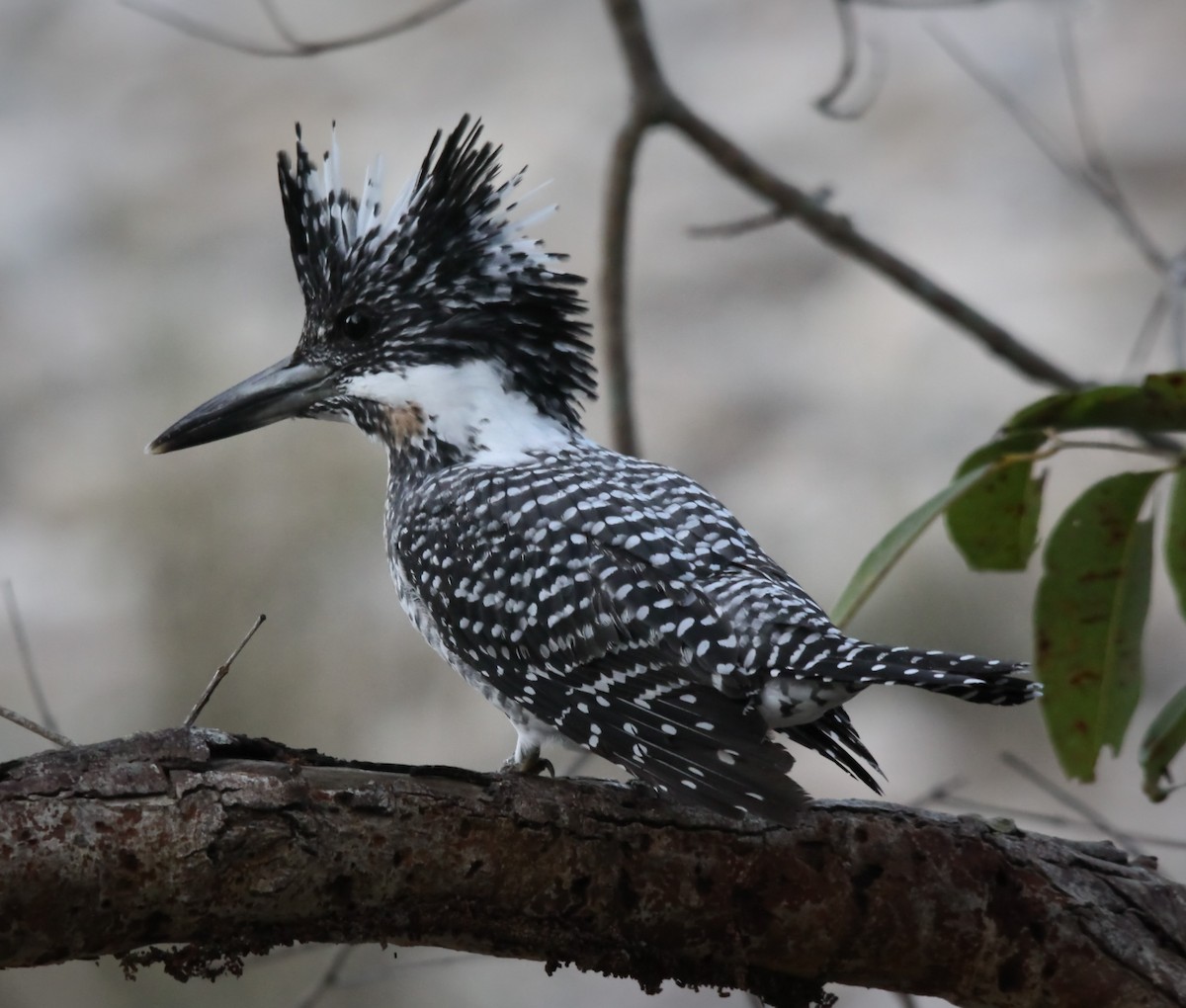 Crested Kingfisher - STAN MANSFIELD