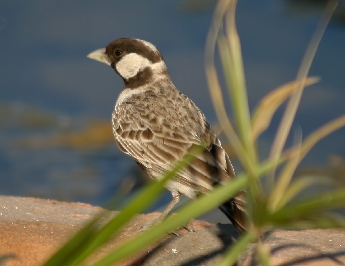 Gray-backed Sparrow-Lark - STAN MANSFIELD