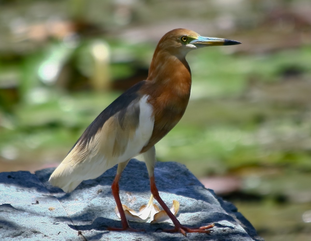 Javan Pond-Heron - STAN MANSFIELD