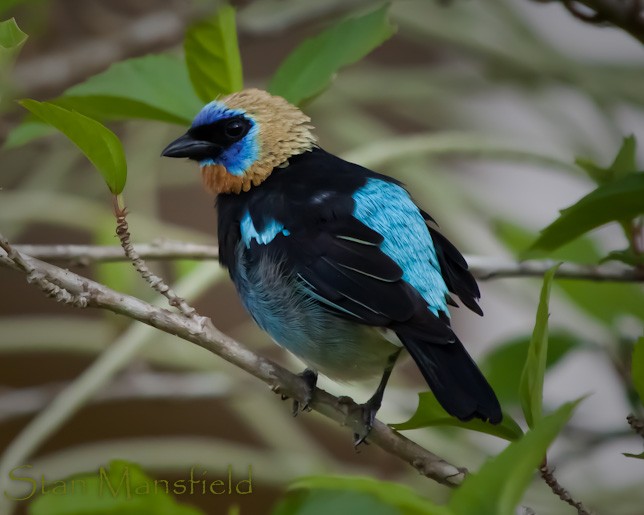 Golden-hooded Tanager - STAN MANSFIELD