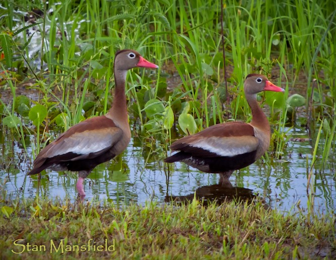 Black-bellied Whistling-Duck (autumnalis) - ML204826211