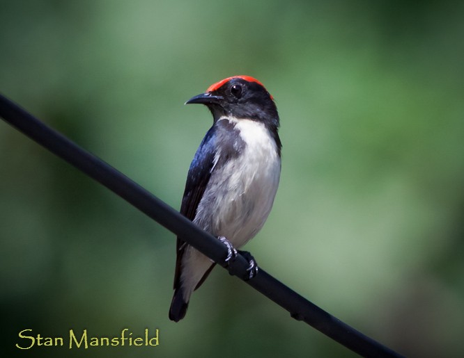 Scarlet-backed Flowerpecker - STAN MANSFIELD