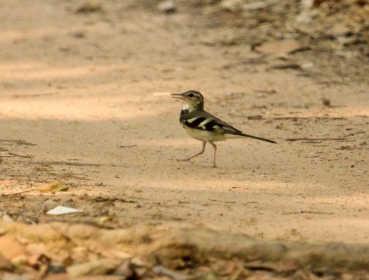 Forest Wagtail - Luis Mario Arce