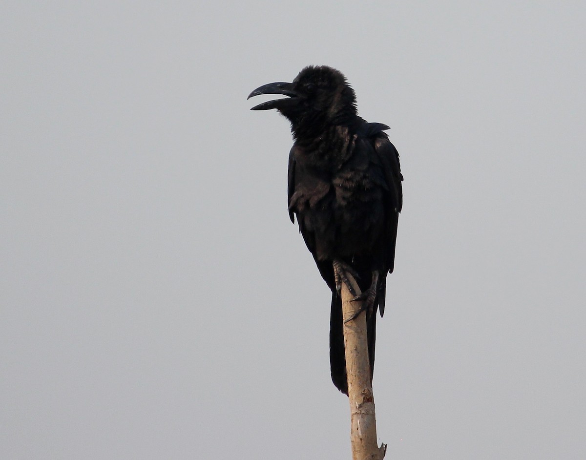 Large-billed Crow (Eastern) - Luis Mario Arce