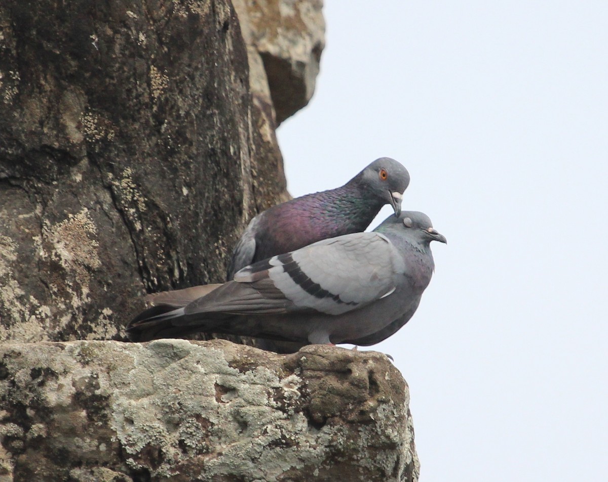 Rock Pigeon (Feral Pigeon) - Luis Mario Arce